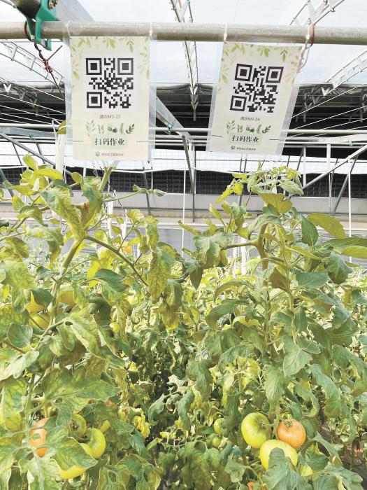 智慧大棚工人通過掃描二維碼（mǎ），便可查詢當前的作業情況（kuàng）。《中國新聞（wén）》報 魏寒冰 攝