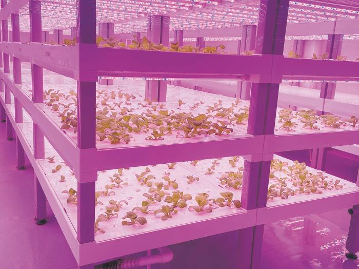 在物美植物工廠裏，通過LED燈的照射，蔬菜散發勃勃生機。受訪者供圖